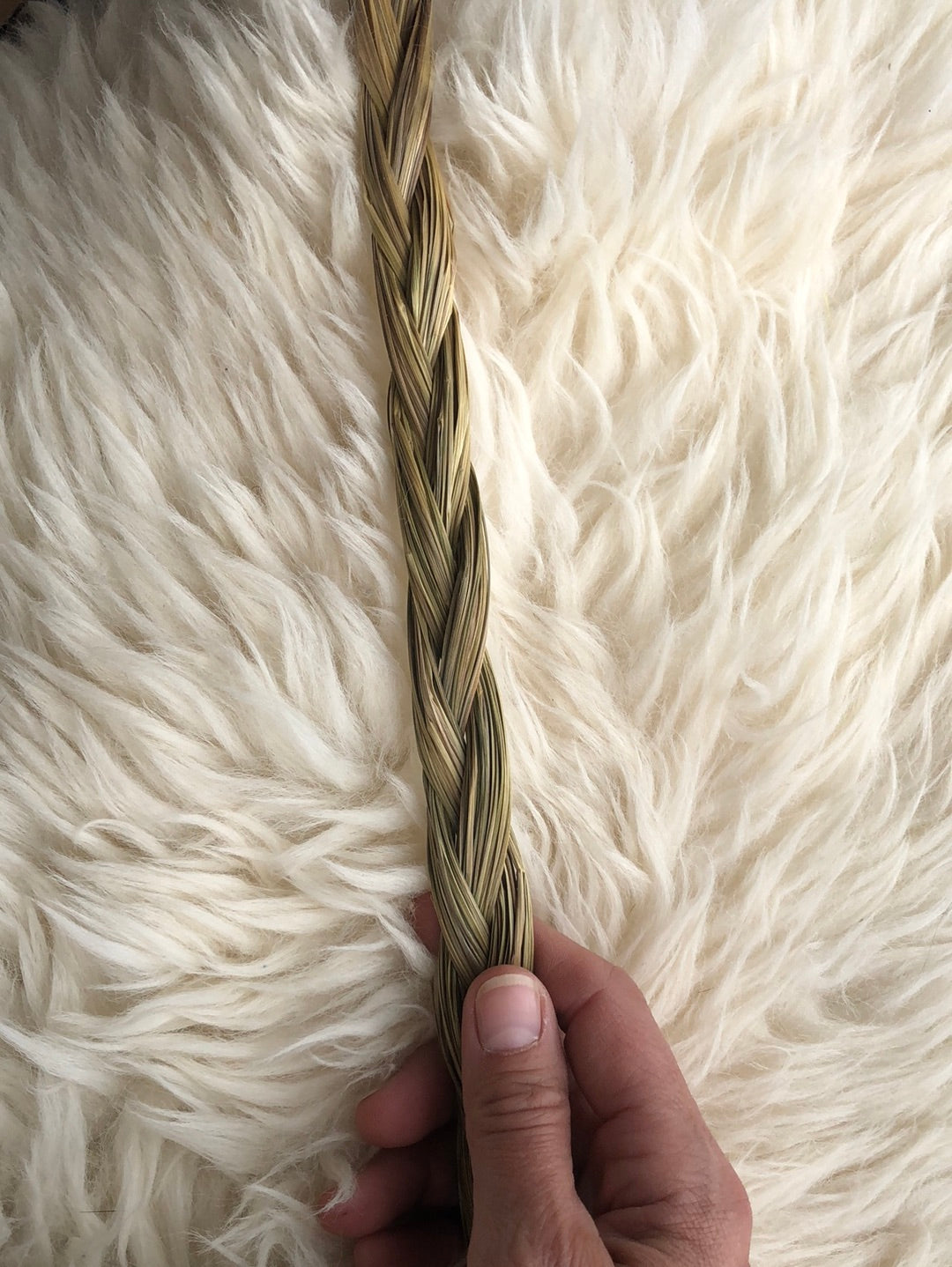 Hand gathered Sweetgrass Braid